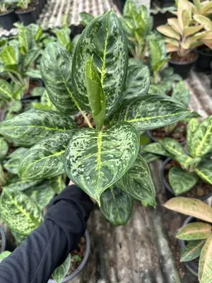 Aglaonema King — rare Aglaonema plant from Thailand