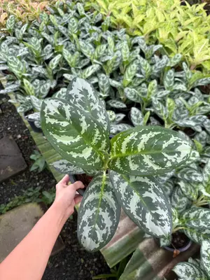 Aglaonema Kled morakod — rare Aglaonema plant from Thailand