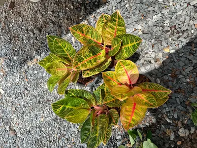 Aglaonema Kreshna — rare Aglaonema plant from Thailand