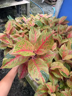 Aglaonema Lak sub — rare Aglaonema plant from Thailand