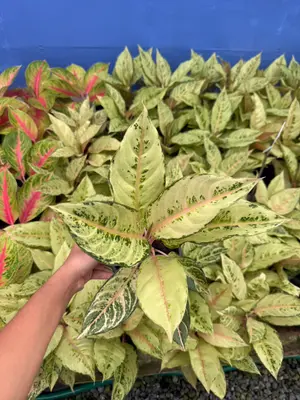 Aglaonema Lucky — rare Aglaonema plant from Thailand