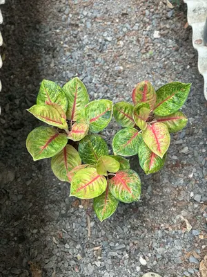 Aglaonema Luna — rare Aglaonema plant from Thailand