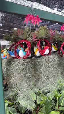 Airplants Set 10 Pc : No.12 — rare Airplants plant from Thailand