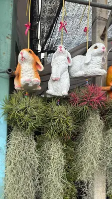 Airplants Set 01 Pc : No.01 — rare Airplants plant from Thailand