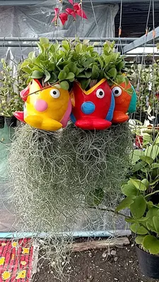 Airplants Set 05 Pc : No.16 — rare Airplants plant from Thailand