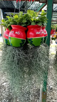 Airplants Set 05 Pc : No.17 — rare Airplants plant from Thailand