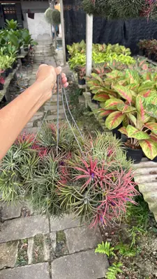 Airplants Set 05 Pc : No.01 — rare Airplants plant from Thailand