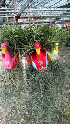 Airplants Set 05 Pc : No.21 — rare Airplants plant from Thailand