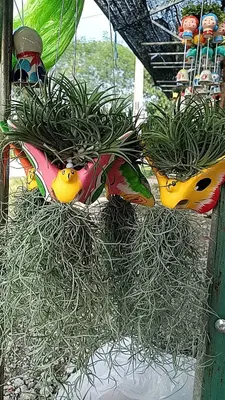 Airplants Set 05 Pc : No.22 — rare Airplants plant from Thailand