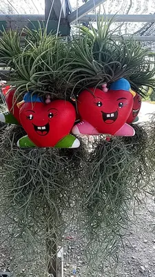 Airplants Set 05 Pc : No.23 — rare Airplants plant from Thailand