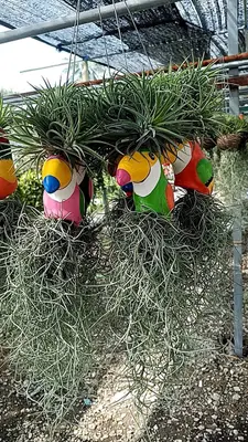 Airplants Set 05 Pc : No.25 — rare Airplants plant from Thailand