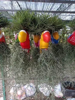 Airplants Set 05 Pc : No.28 — rare Airplants plant from Thailand