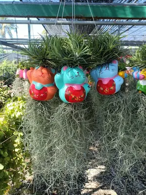 Airplants Set 05 Pc : No.29 — rare Airplants plant from Thailand