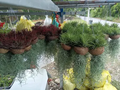 Airplants Set 10 Pc : No.02 — rare Airplants plant from Thailand