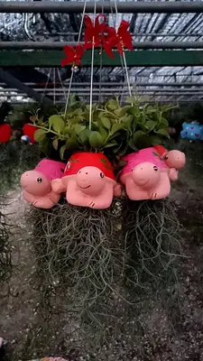 Airplants Set 05 Pc : No.03 — rare Airplants plant from Thailand