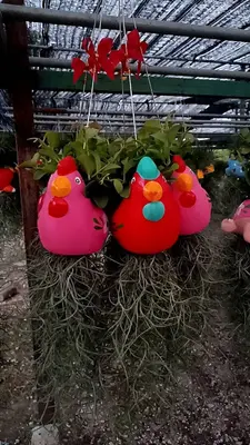 Airplants Set 05 Pc : No.04 — rare Airplants plant from Thailand