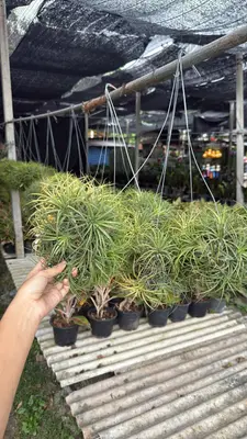 Airplants Set 10 Pc : No.05 — rare Airplants plant from Thailand