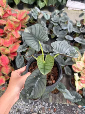 Alocasia Nebula — rare Alocasia plant from Thailand