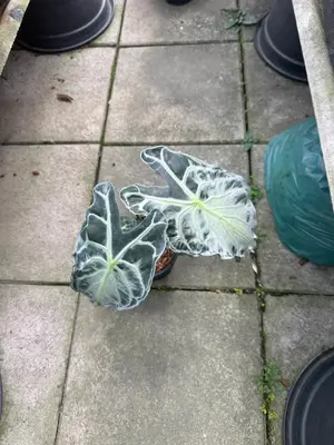 Alocasia Venom — rare Alocasia plant from Thailand