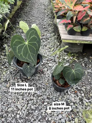 Anthurium Heart leaves — rare Anthurium plant from Thailand