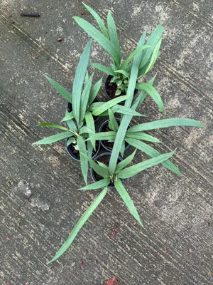 Anthurium Vittarifolium green — rare Anthurium plant from Thailand