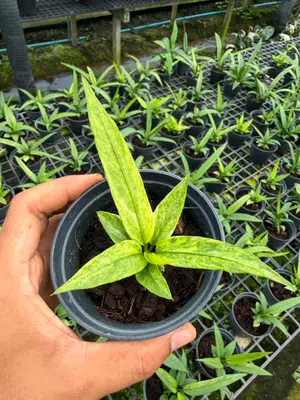Anthurium Vittarifolium variegated — rare Anthurium plant from Thailand