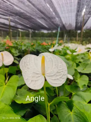 Anthurium andraeanum Angel (single stem) — rare Anthurium andraeanum plant from Thailand
