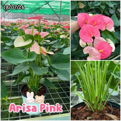 Anthurium andraeanum Arisa Pink (multiple stem) — rare Anthurium andraeanum plant from Thailand
