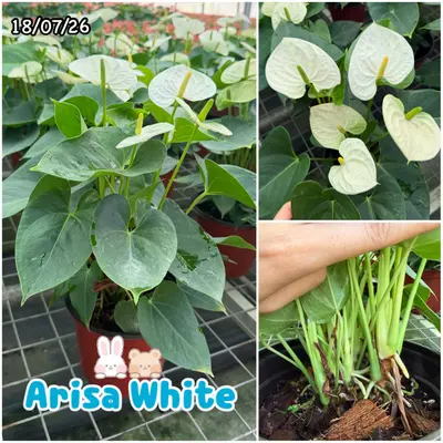 Anthurium andraeanum Arisa White (multiple stem) — rare Anthurium andraeanum plant from Thailand