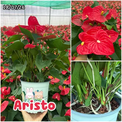 Anthurium andraeanum Aristo (multiple stem) — rare Anthurium andraeanum plant from Thailand