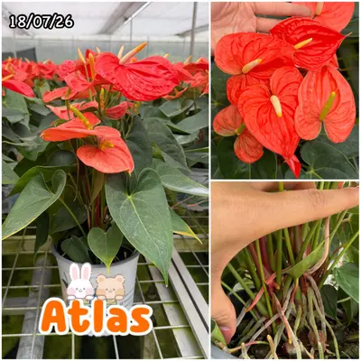 Anthurium andraeanum Atlas (multiple stem) — rare Anthurium andraeanum plant from Thailand