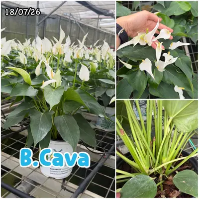 Anthurium andraeanum B.Cava (multiple stem) — rare Anthurium andraeanum plant from Thailand