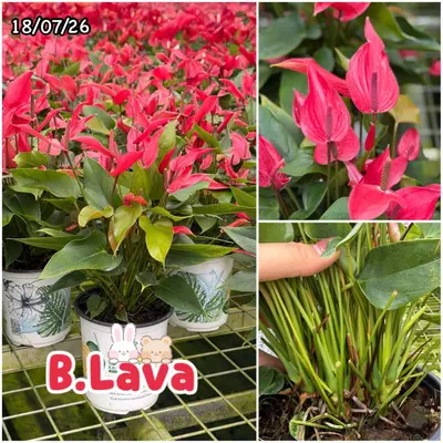 Anthurium andraeanum B.Lava (multiple stem) — rare Anthurium andraeanum plant from Thailand