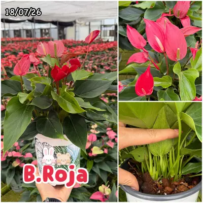 Anthurium andraeanum B.Roja (multiple stem) — rare Anthurium andraeanum plant from Thailand
