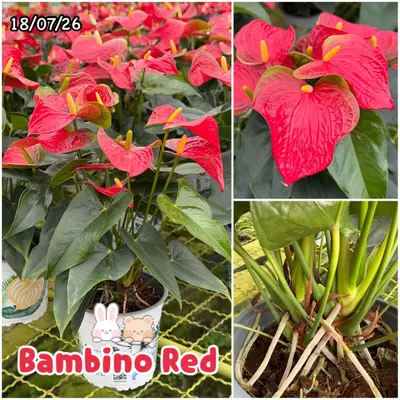 Anthurium andraeanum Bambino Red (multiple stem) — rare Anthurium andraeanum plant from Thailand