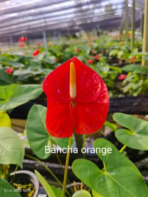 Anthurium andraeanum Bancha Orange (single stem) — rare Anthurium andraeanum plant from Thailand