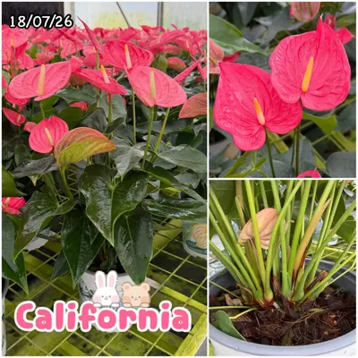 Anthurium andraeanum California (multiple stem) — rare Anthurium andraeanum plant from Thailand