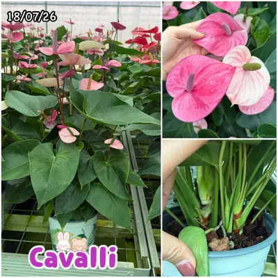 Anthurium andraeanum Cavalli (multiple stem) — rare Anthurium andraeanum plant from Thailand