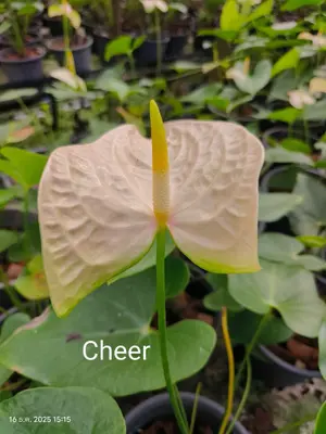 Anthurium andraeanum Cheer (single stem) — rare Anthurium andraeanum plant from Thailand