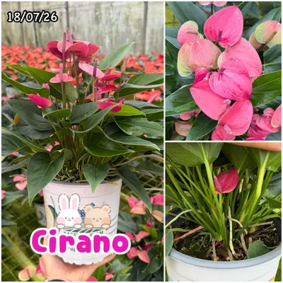 Anthurium andraeanum Cirano (multiple stem) — rare Anthurium andraeanum plant from Thailand