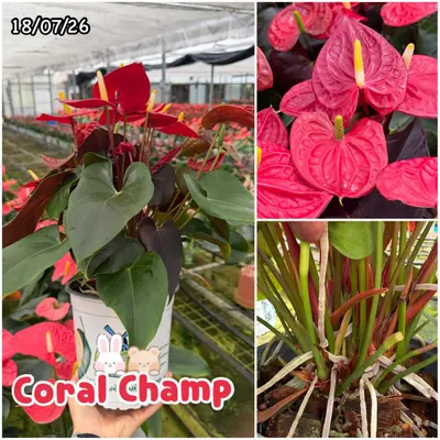 Anthurium andraeanum Coral Champ (multiple stem) — rare Anthurium andraeanum plant from Thailand