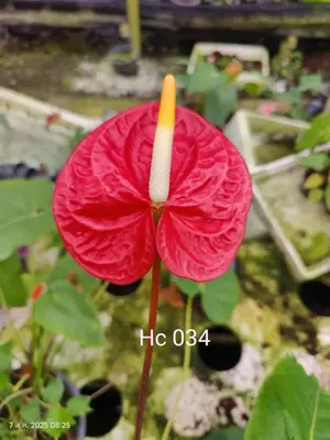 Anthurium andraeanum HC 034 (single stem) — rare Anthurium andraeanum plant from Thailand