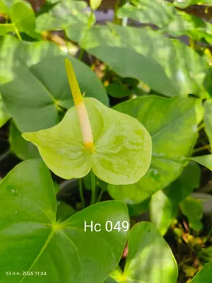 Anthurium andraeanum HC 049 (single stem) — rare Anthurium andraeanum plant from Thailand