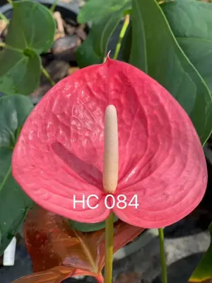 Anthurium andraeanum HC 084 (single stem) — rare Anthurium andraeanum plant from Thailand