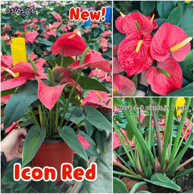 Anthurium andraeanum Icon Red (multiple stem) — rare Anthurium andraeanum plant from Thailand