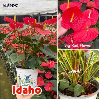 Anthurium andraeanum Idaho (multiple stem) — rare Anthurium andraeanum plant from Thailand