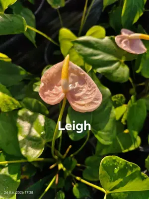 Anthurium andraeanum Leigh (single stem) — rare Anthurium andraeanum plant from Thailand