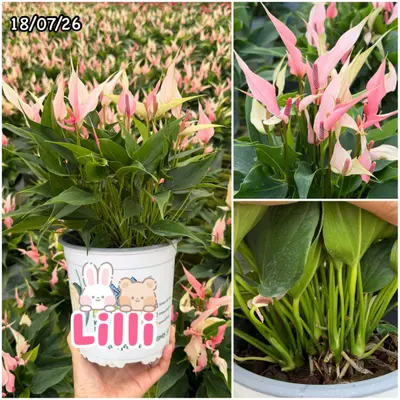 Anthurium andraeanum Lilli (multiple stem) — rare Anthurium andraeanum plant from Thailand