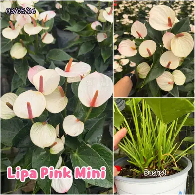 Anthurium andraeanum Lipa Pink Mini (multiple stem) — rare Anthurium andraeanum plant from Thailand