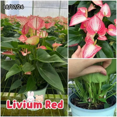 Anthurium andraeanum Livium Red (multiple stem) — rare Anthurium andraeanum plant from Thailand
